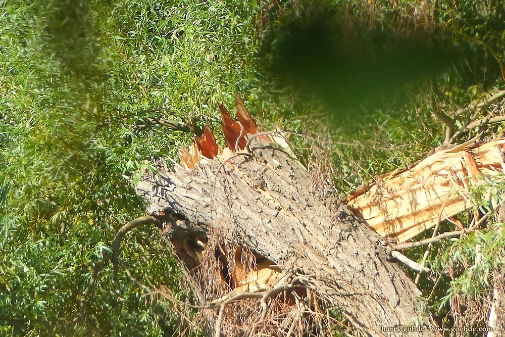 Abgebrochener Baum