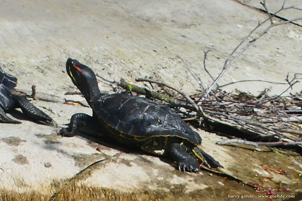 Schildkröten