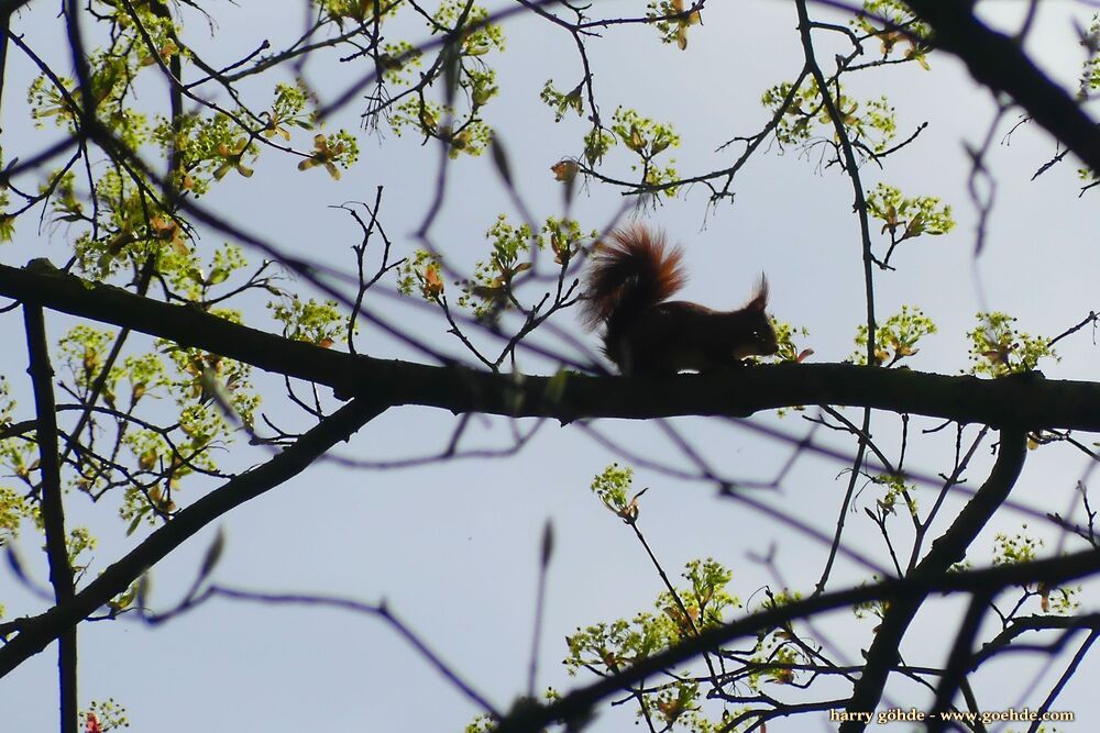 Eichhörnchen