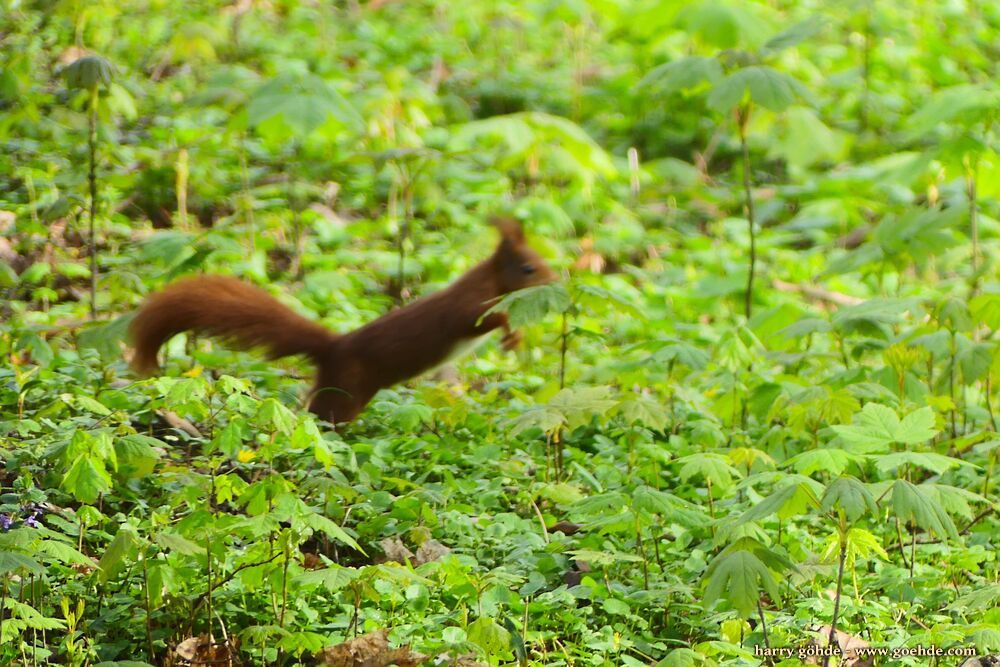 Eichhörnchen