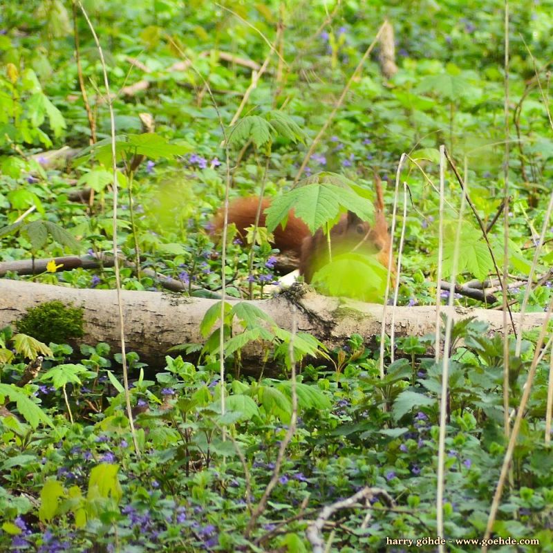 Eichhörnchen