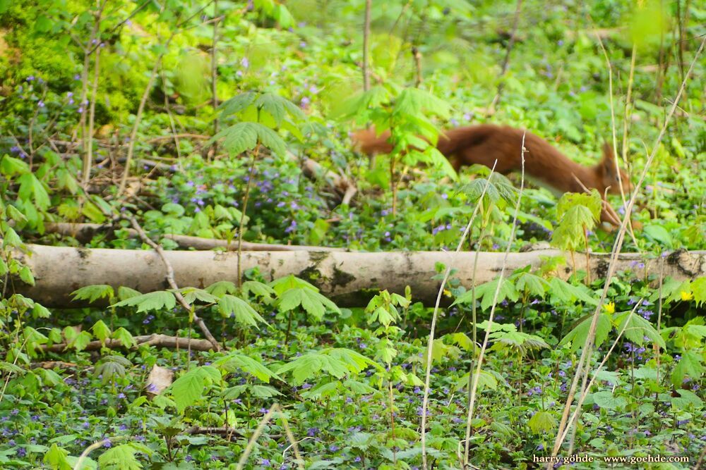 Eichhörnchen