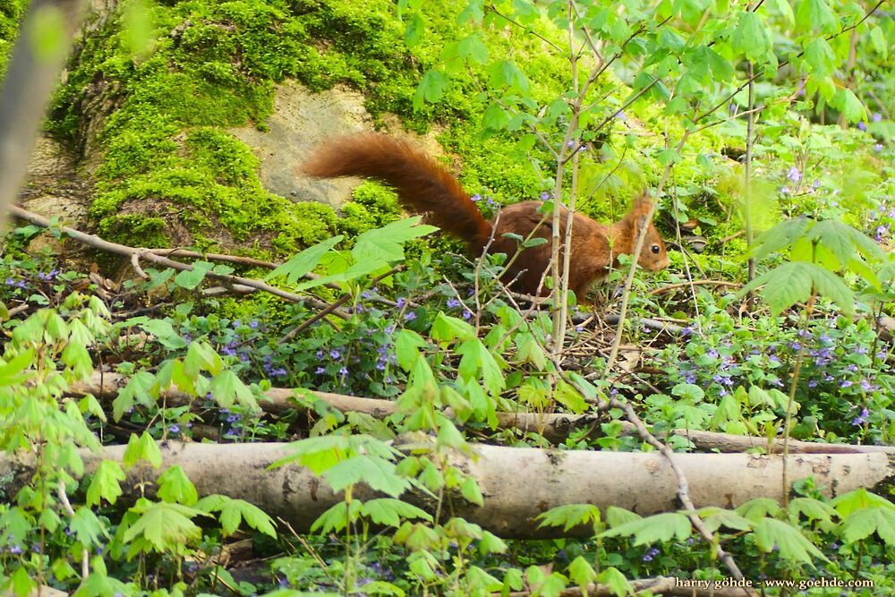 Eichhörnchen