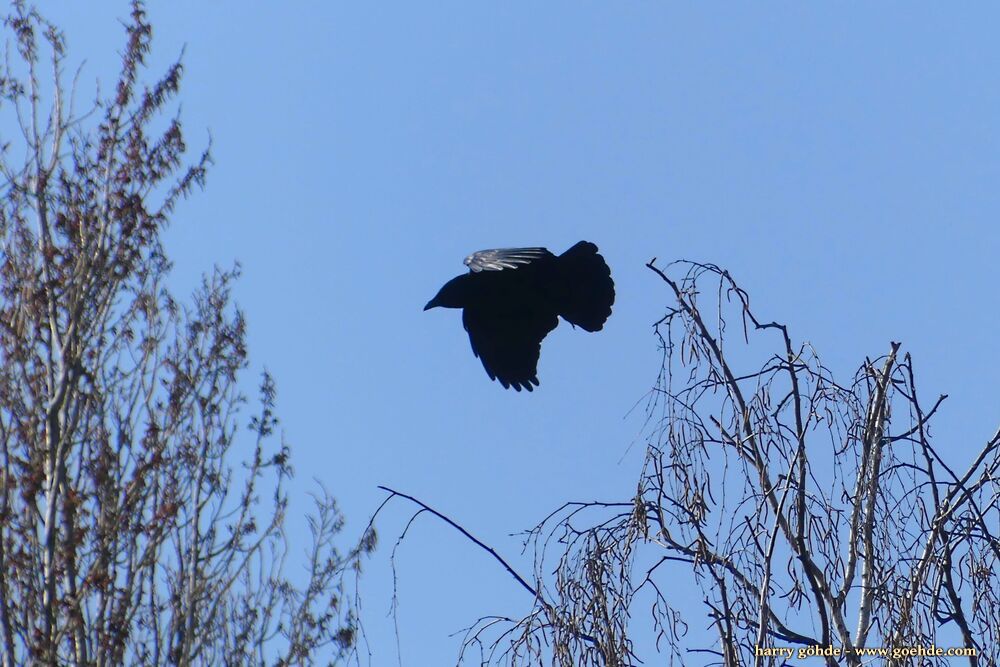 Rabenvogel