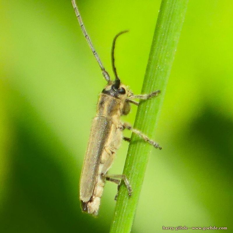 Käfer an Pflanzenstengel