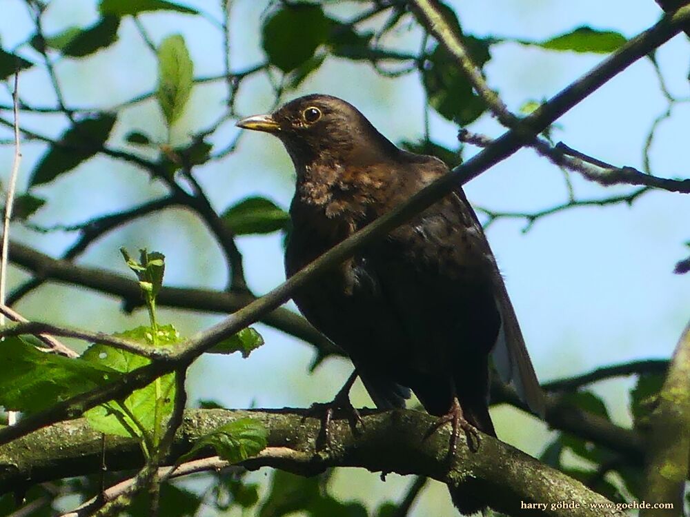 Amsel auf Ast