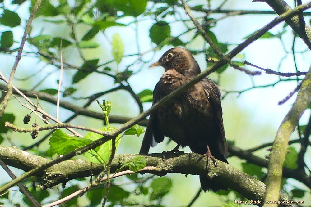 Amsel auf Ast