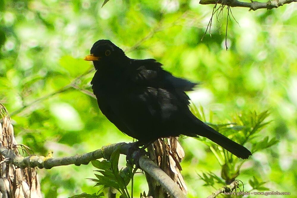 Amsel auf Ast