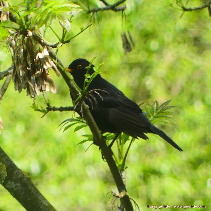 Amsel auf Ast