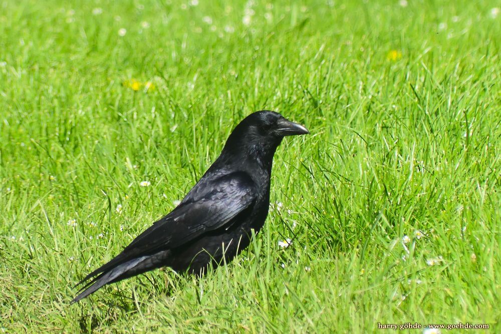 Rabenvogel im Gras