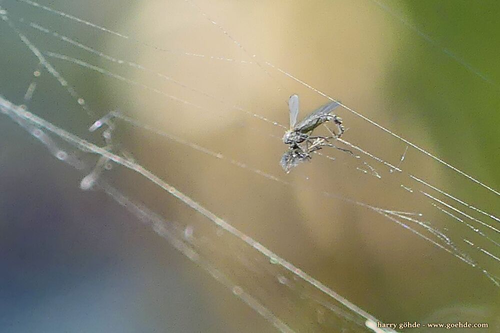 Fliege im Spinnennetz