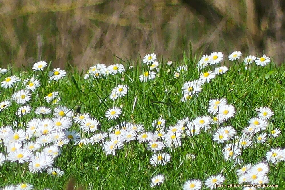 Gänseblümchen