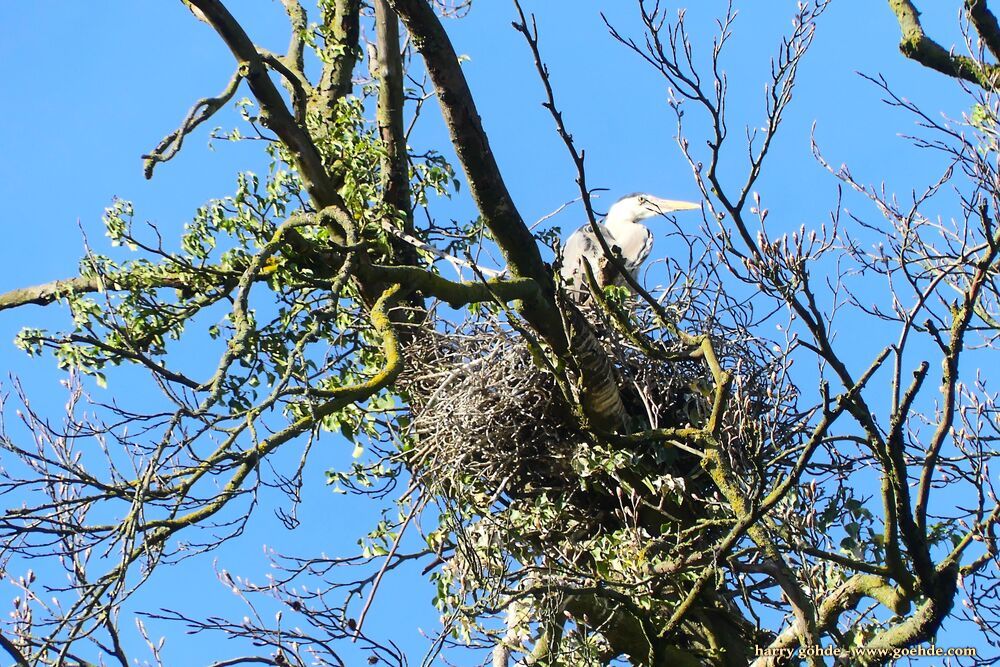 Reiher im Nest