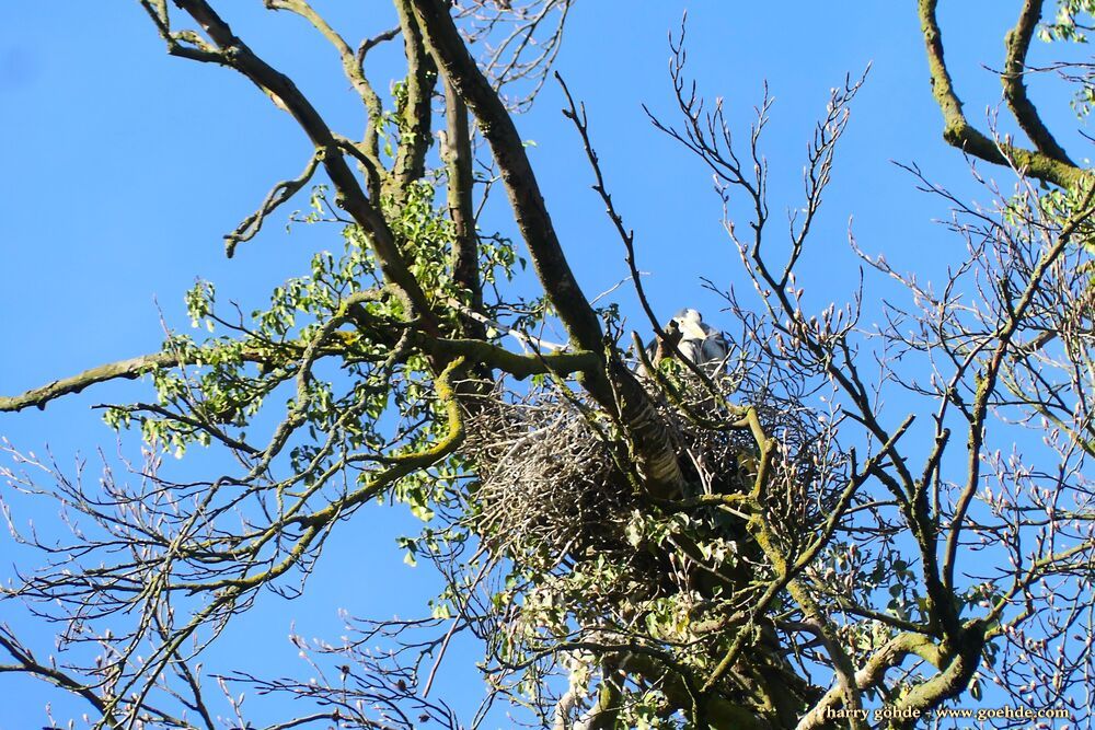 Reiher im Nest