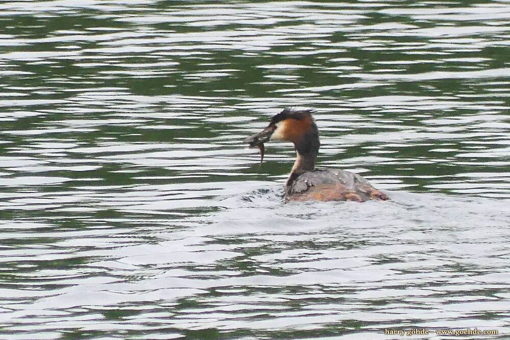 Haubentaucher mit Fisch im Schnabel