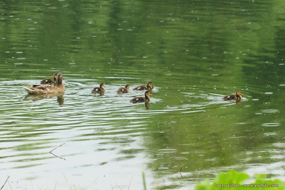 Ente mit Küken