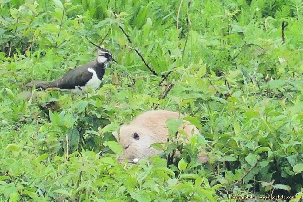 Kiebitz und Nutria im Gras