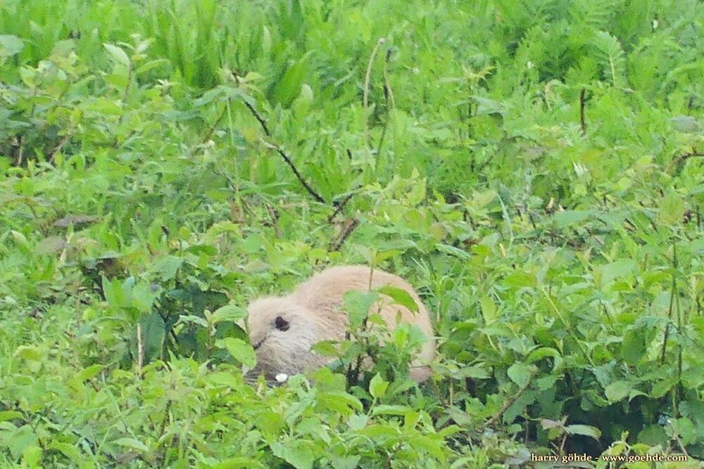 Kiebitz und Nutria im Gras