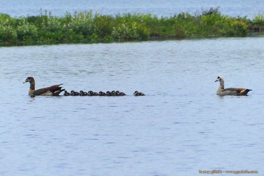 Nilgansfamilie schwimmt auf dem Wasser