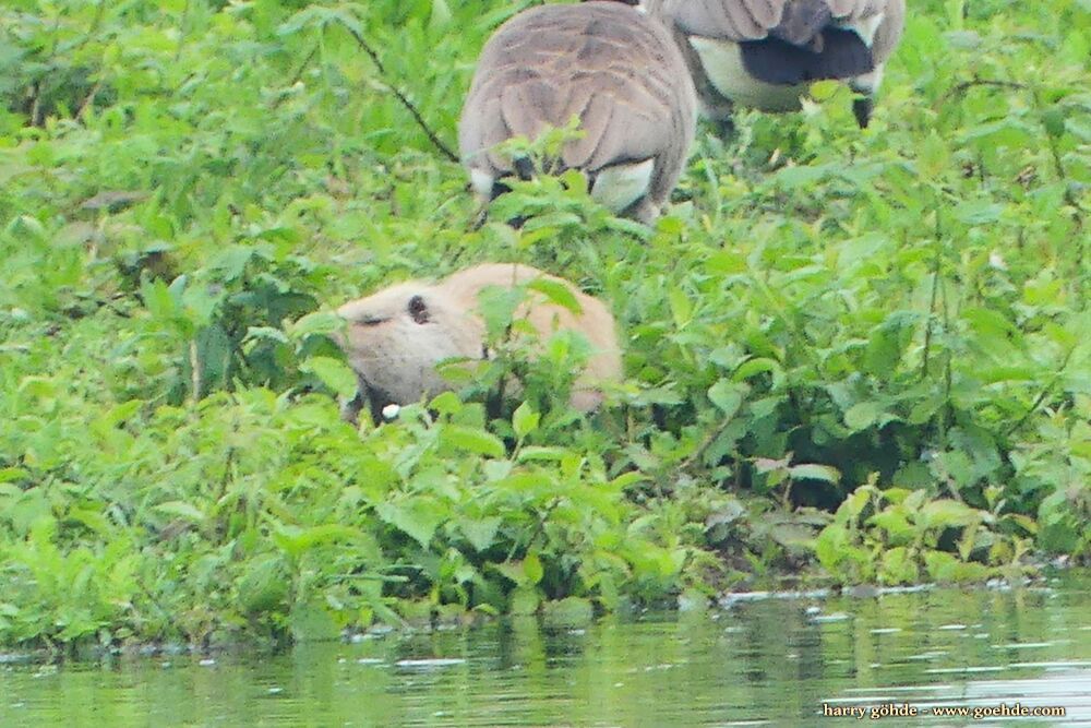 Kiebitz und Nutria im Gras