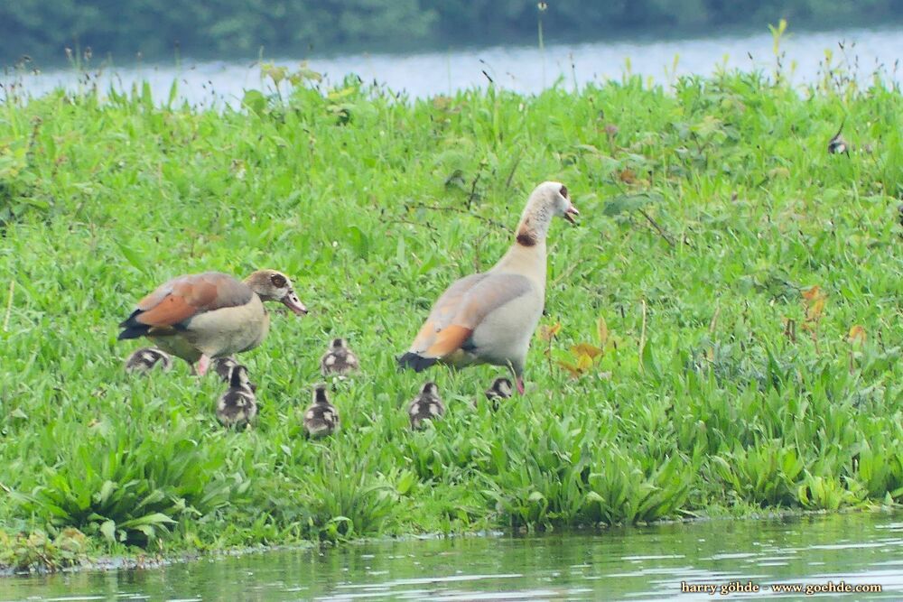 Nilgansfamilie