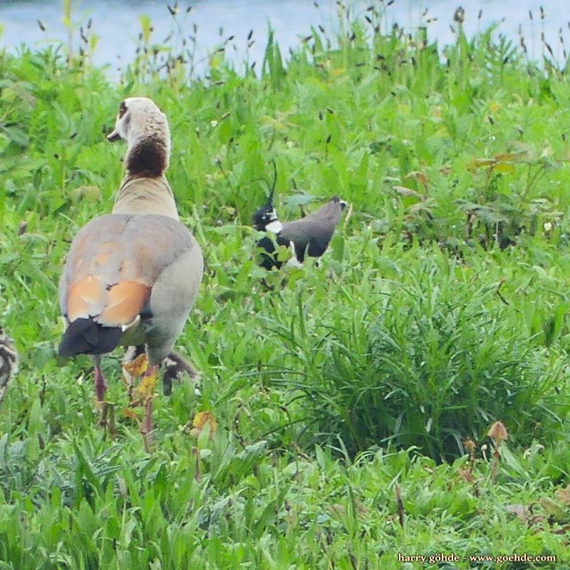 Nilgansfamilie