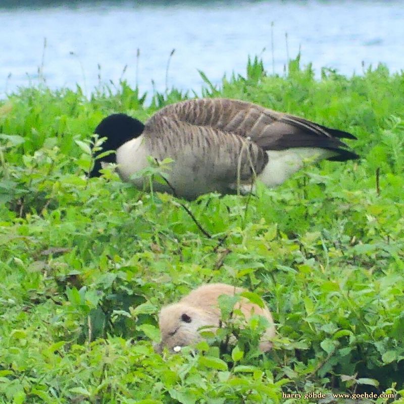 Kiebitz und Nutria im Gras