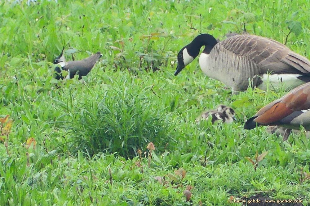 Nilgansfamilie