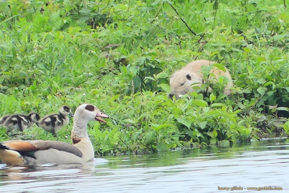 Kiebitz und Nutria im Gras