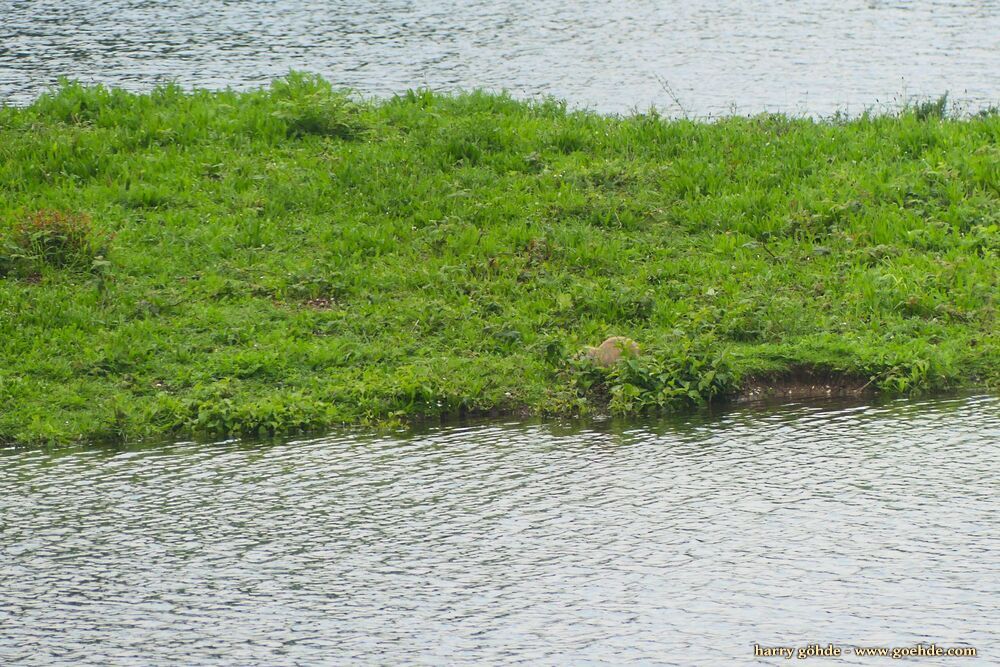 Kiebitz und Nutria im Gras