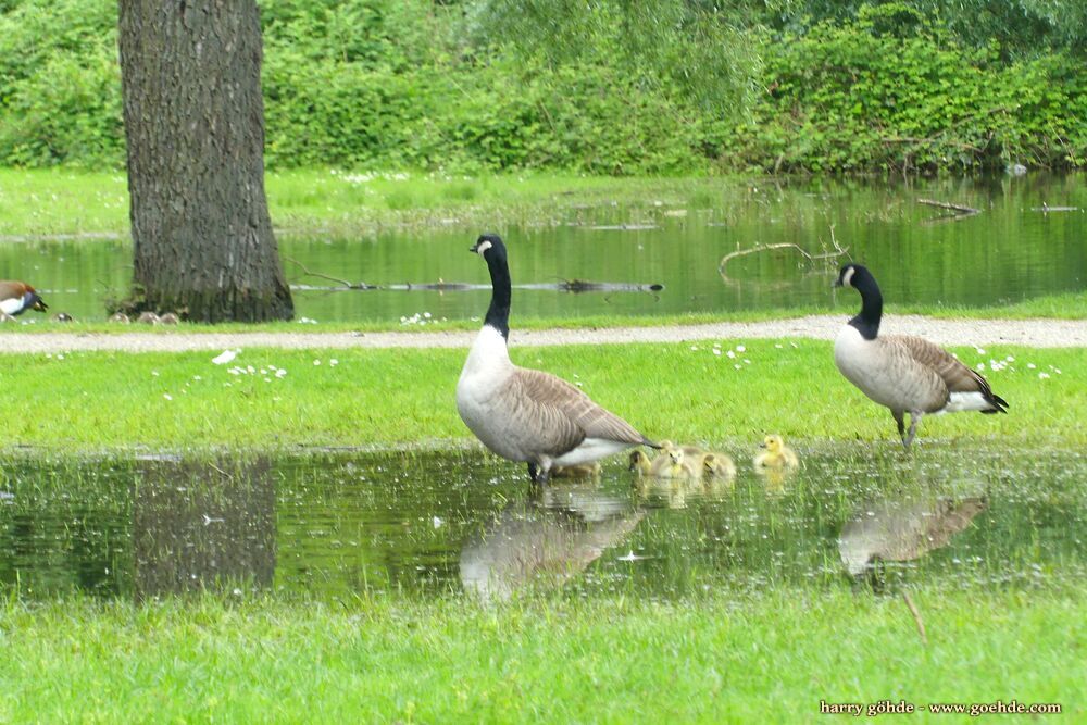 Kanadagans mit Küken im Tümpel