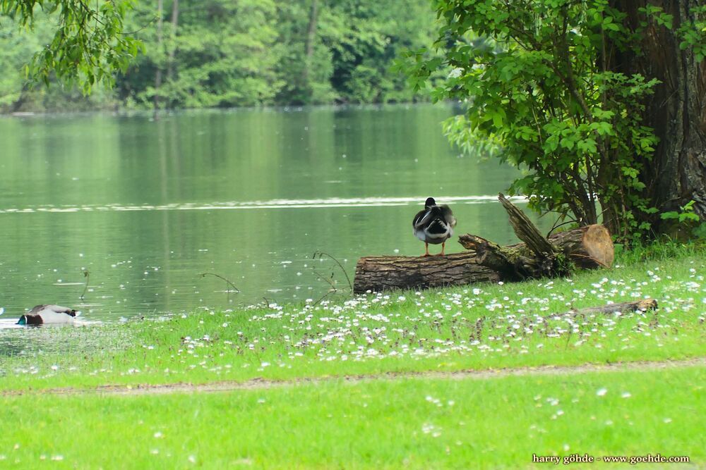 Ente auf Totholz betrachtet den See