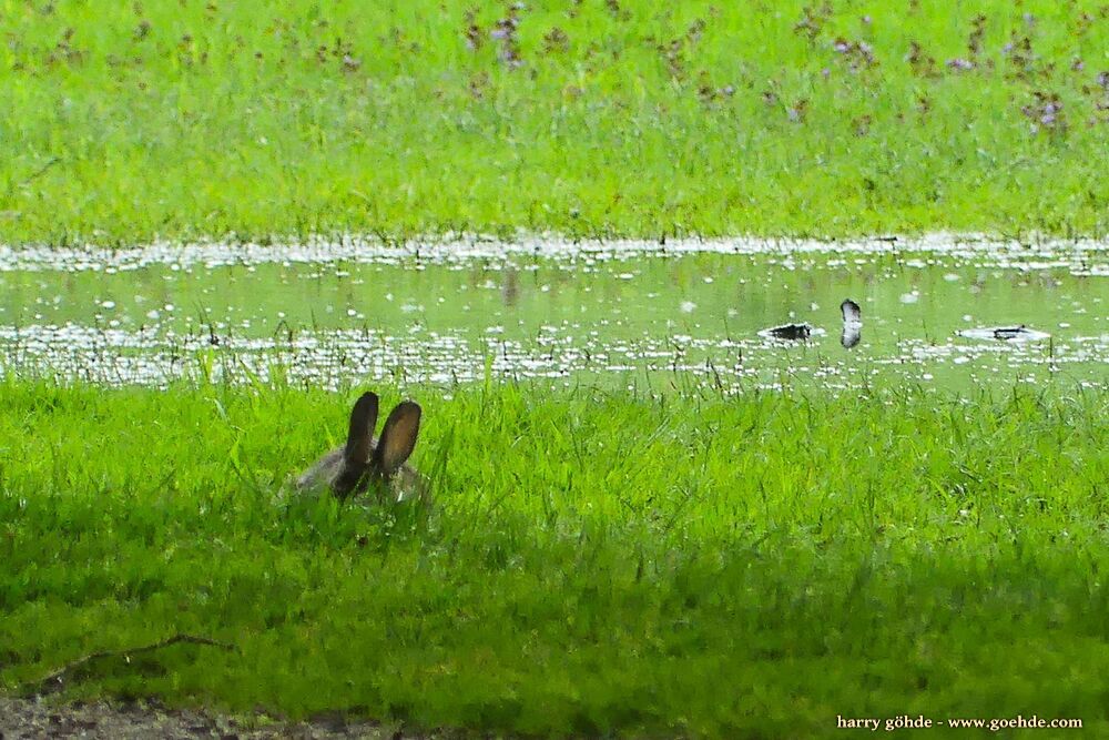 Kaninchen im Gras