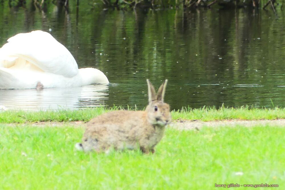 Kaninchen im Gras