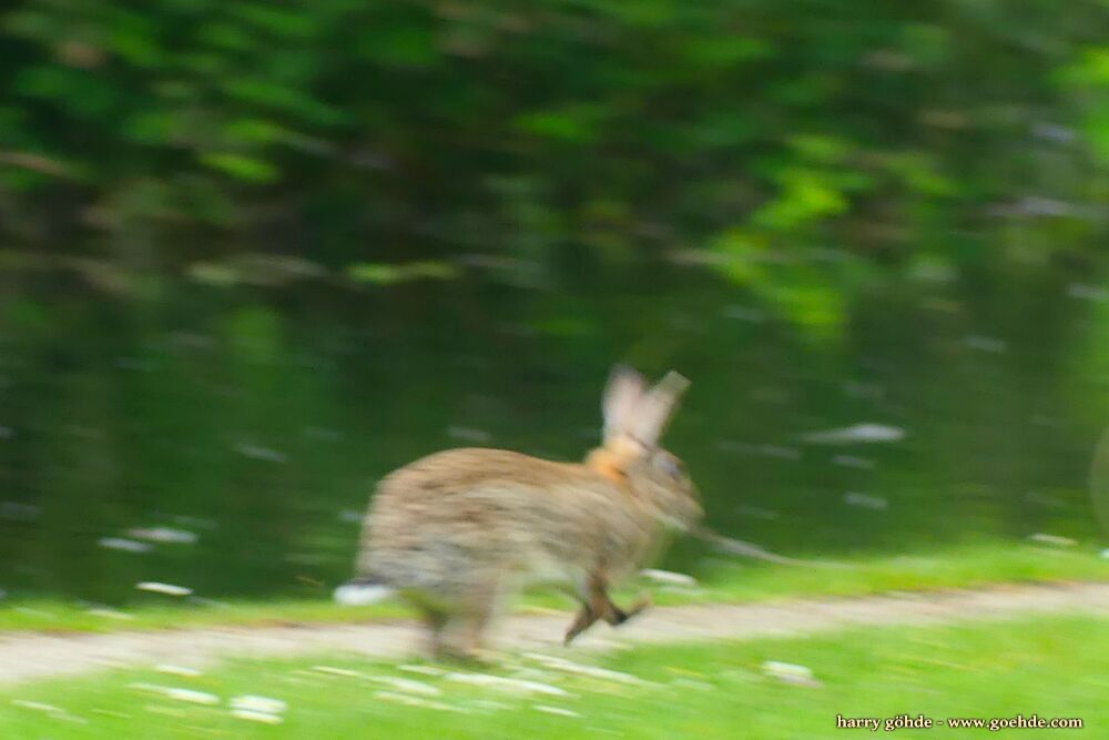 Kaninchen im Gras