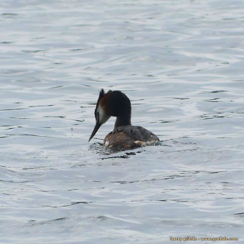 Haubentaucher schwimmt auf dem Wasser