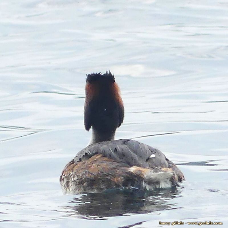 Haubentaucher schwimmt auf dem Wasser