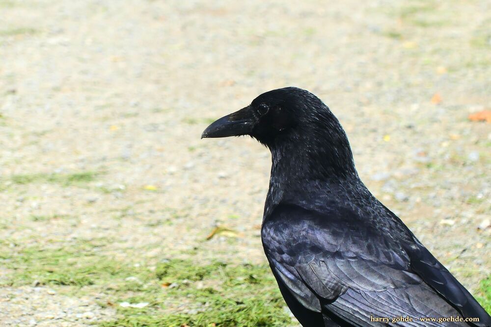 Rabenvogel auf Wiese