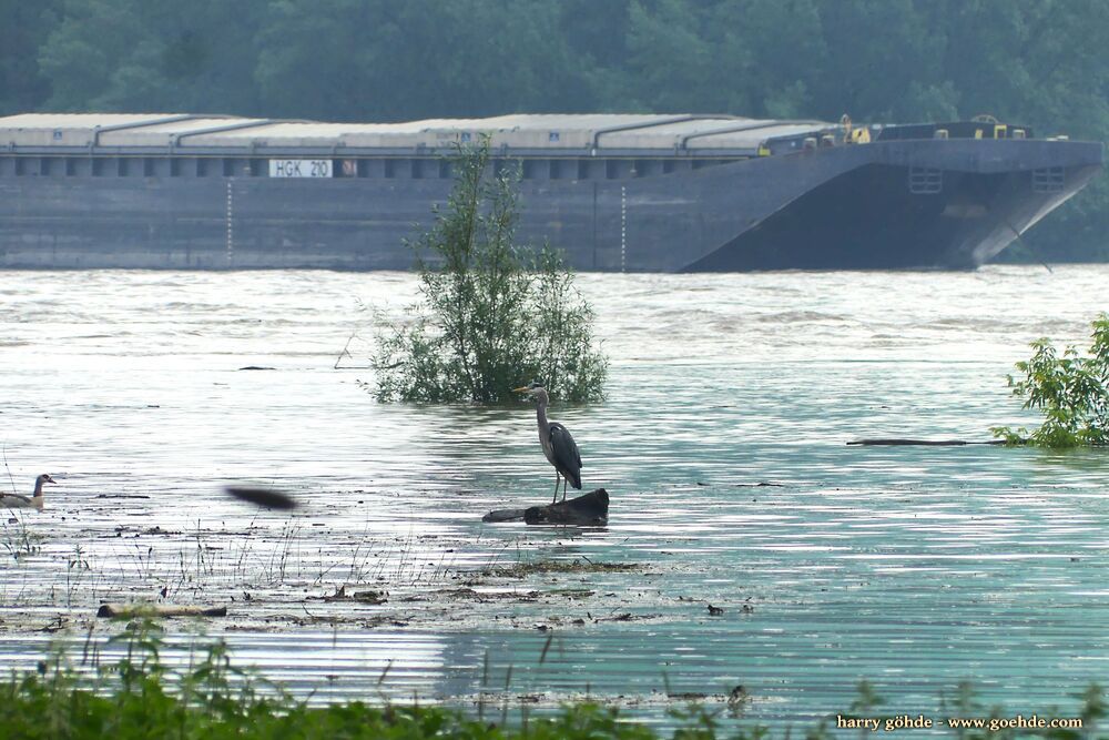 Reiher auf Stein im Hochwasser