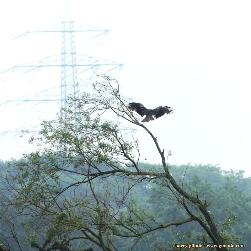 Bussard