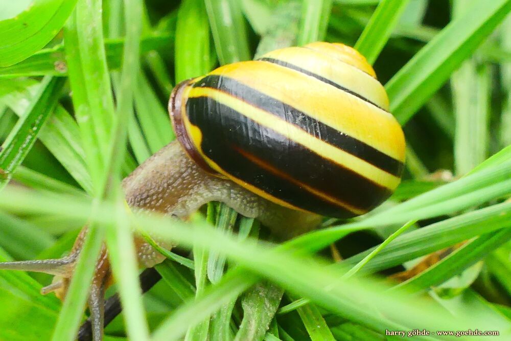 Schnirkelschnecke im Gras