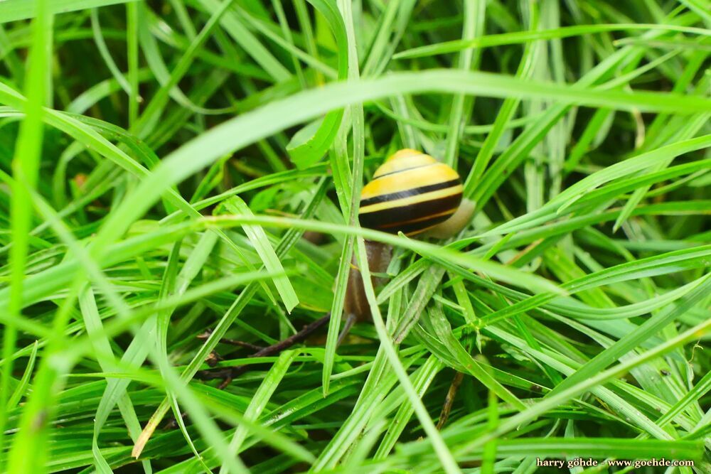 Schnirkelschnecke im Gras