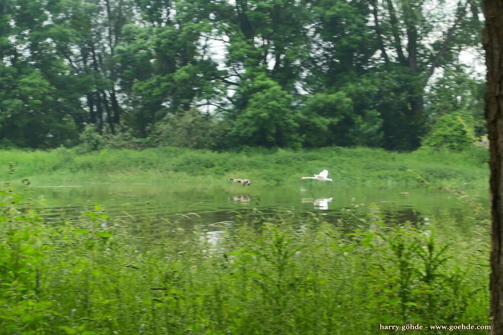 Schwan fliegt Kanadagans hinterher