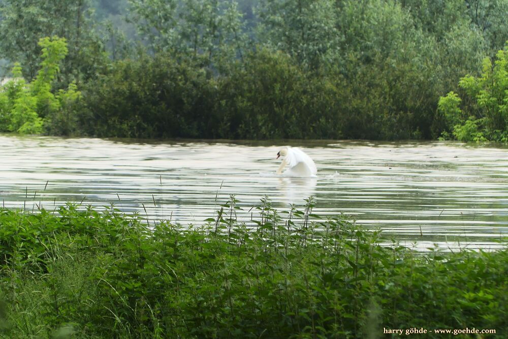 Schwan fliegt Kanadagans hinterher