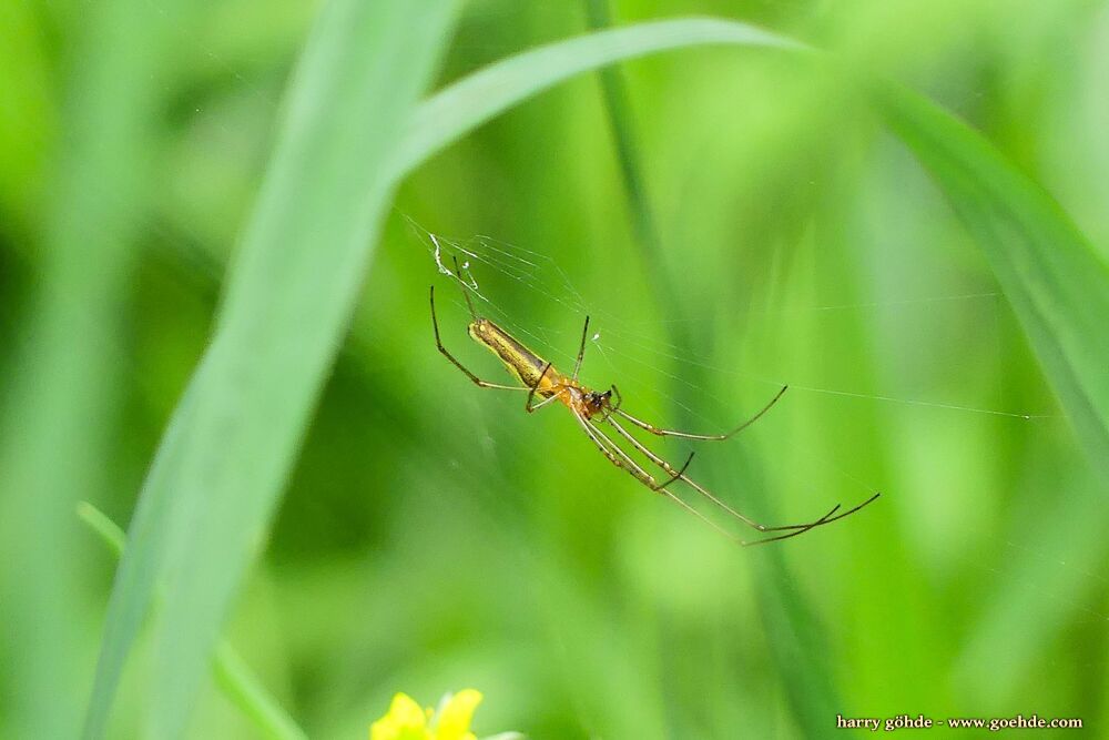 Spinne zwischen Gräsern