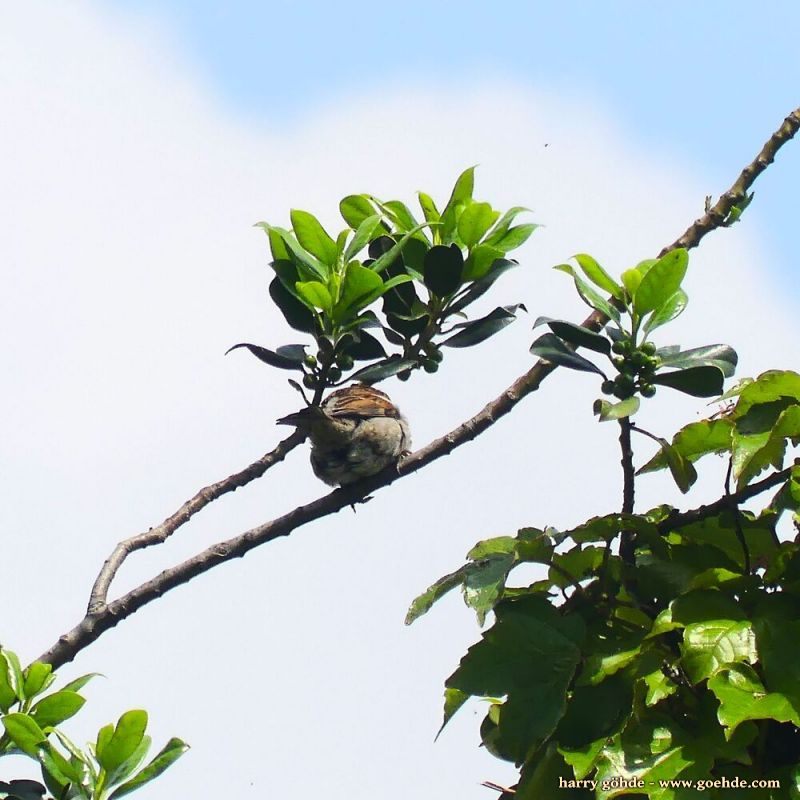 Spatz auf Zweig