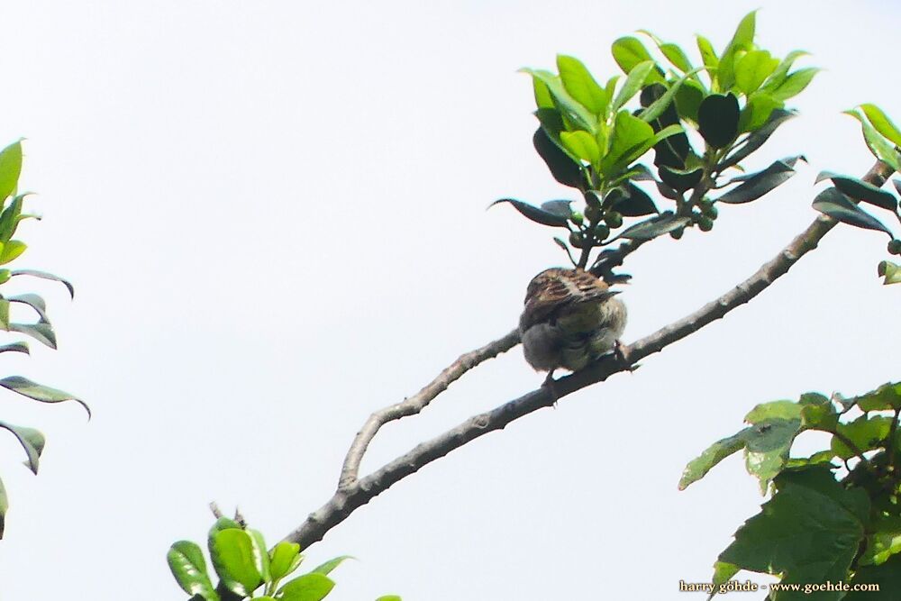 Spatz auf Zweig