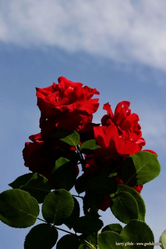 Rote Rosen