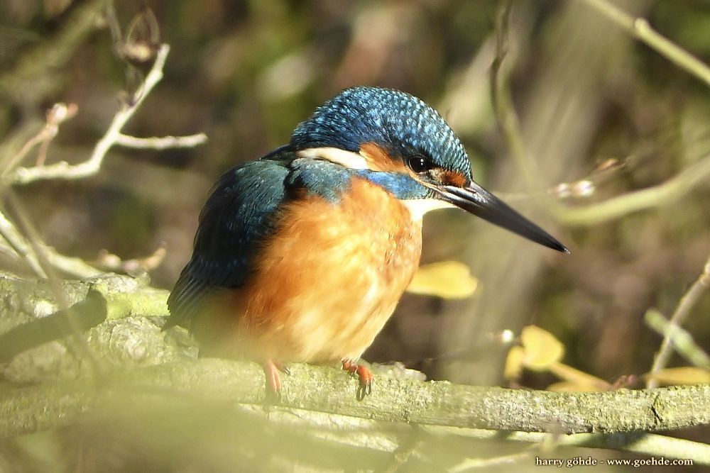 Eisvogel