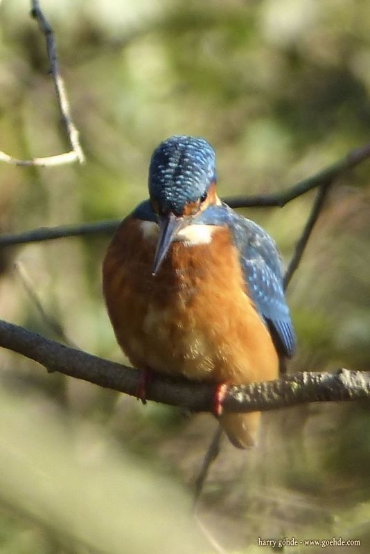 Eisvogel